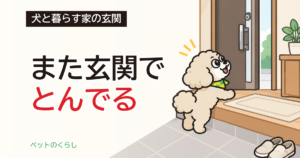 犬の飛びつきのしつけ｜玄関で起きる理由と直す順番