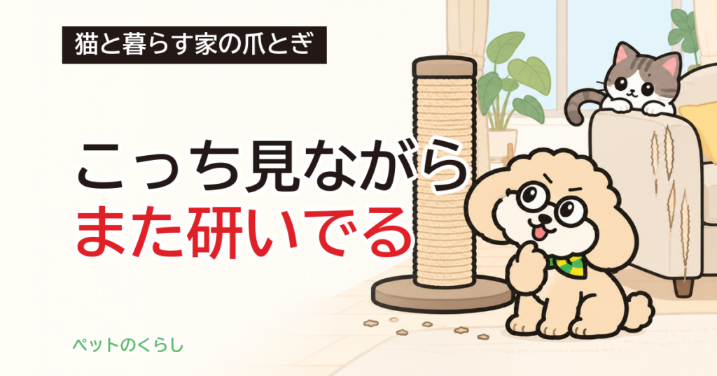 猫の爪とぎはなぜ？理由の見分け方と家の見直し方