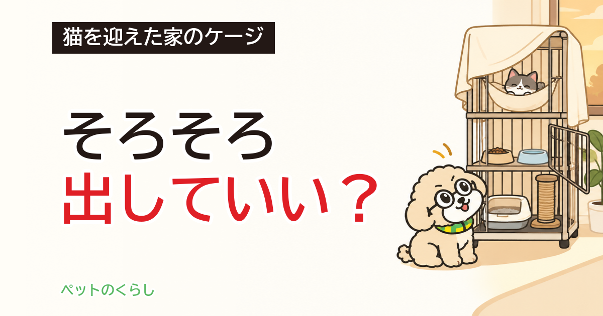 猫のケージはいつまで？外す目安と部屋の準備