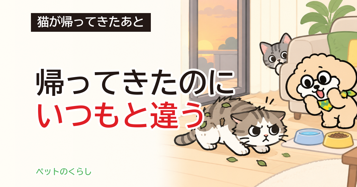 猫の脱走後に様子がおかしい｜帰宅後に家ですること