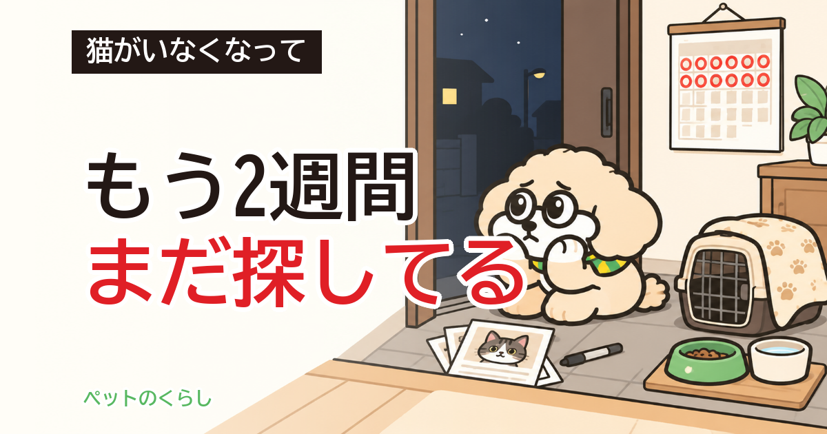 猫の脱走を諦める前に｜情報が消える日と家の準備